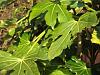 Fatsia japonica