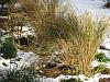 Stipas in snow