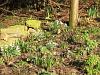 First spring flowers