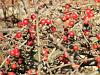 Cotoneaster berries