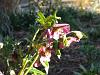 Hellebore orientalis