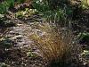 Stipa arundinacea