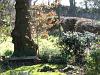 The oak seat