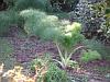 Giant fennel
