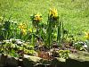 Mixed daffodils