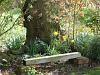 Oak tree seat