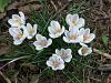 White crocus
