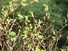 Flowering currant