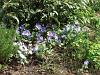Anenome blanda