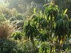 Euphorbia mellifera