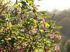 Ribes sanguinium