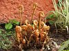 Golden male fern