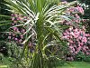 Rhodedendron