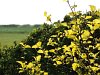 Physocarpus 'Dart's Gold'