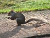 Early morning visitor