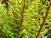 Golden male fern