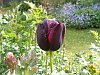 'Queen of the night' tulip