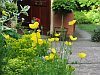 Yellows