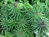 Lilly foliage
