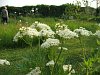 Sweet cicely