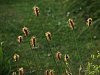 Ribwort plantain