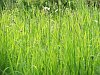 The meadow