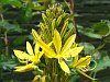 Asphodeline lutea