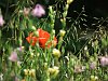 Bowles' golden grass