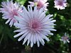 Crepis rubra
