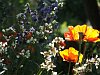 Oriental poppy