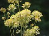 Thalictrum speciosissimum'