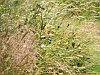The maturing meadow