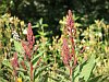 Lobelia tupa