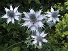 Eryngium giganteum