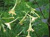 Nicotiana affinis