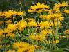 Inula magnifica