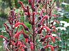 Lobelia tupa