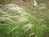 Stipa tenuissima