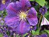 Clematis jackmanii