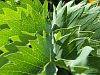 Melianthus major