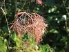 Foeniculum vulgare purpureum