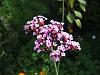 Verbena bonariensis