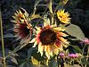 Helianthus annuus 'Autumn beauty'