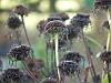 Seed-heads of innula magnifica