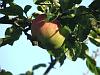 Apple season