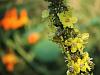 Verbascum olympicum