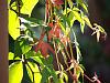 Virginia creeper