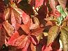 Leaves of virginia creeper