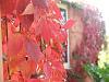 Virginia creeper