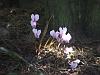 Cyclamen in sunlight